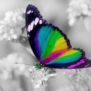 Meet your Posher, Kholud